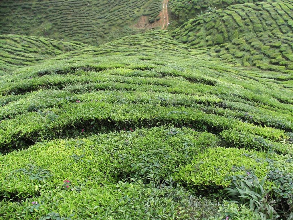 005   Plantacja Herbaty, Cameron Highlands, Malezja
